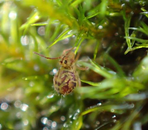 Dicyrtomina ornata